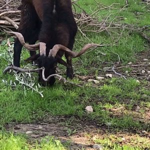 Майорский козел (Balearian Boc) на острові Майорка veprsafari.com